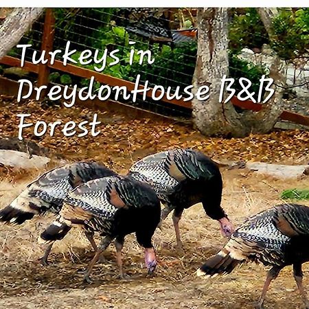 Dreydon House Bed And Breakfast Cambria Luaran gambar
