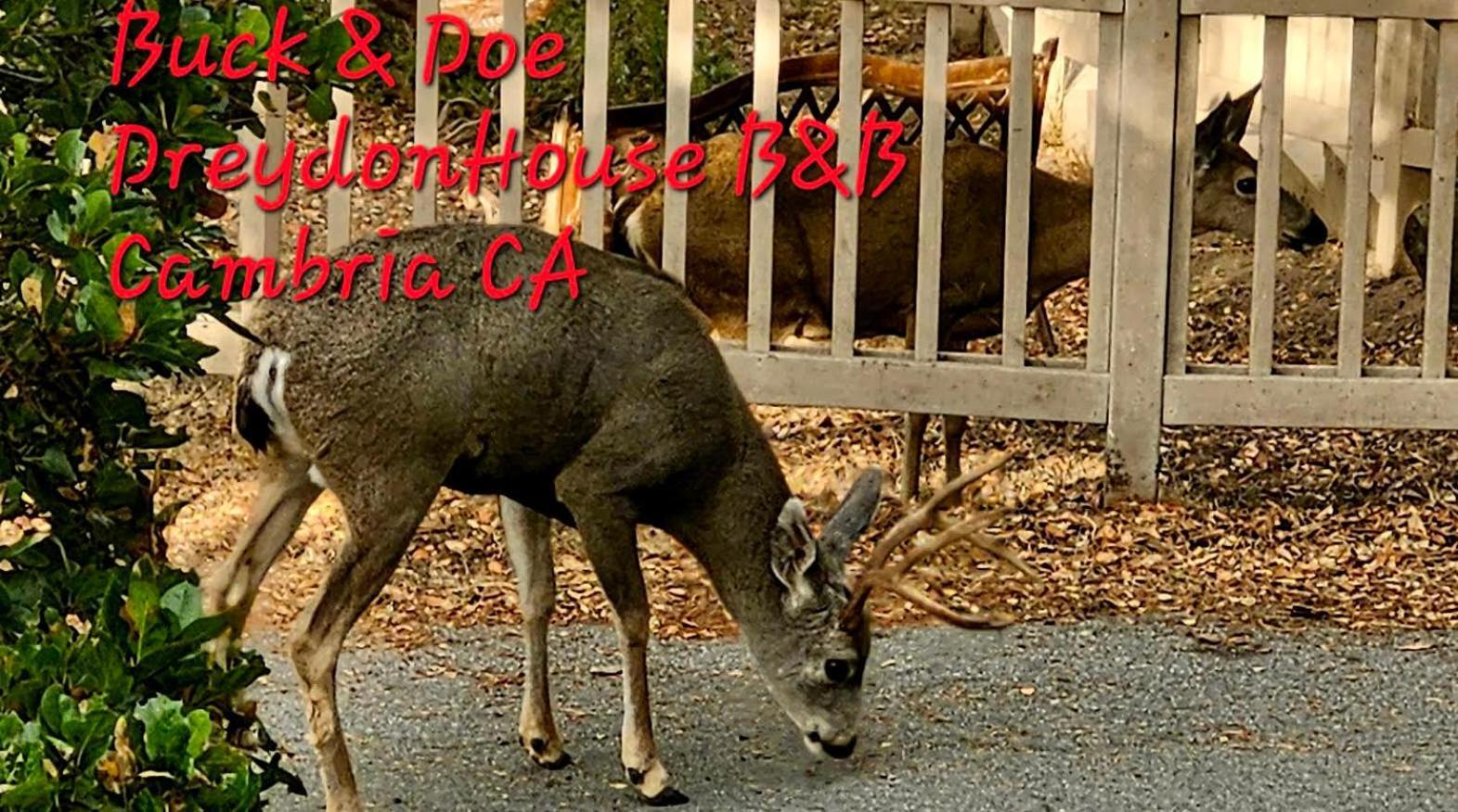 Dreydon House Bed And Breakfast Cambria Luaran gambar