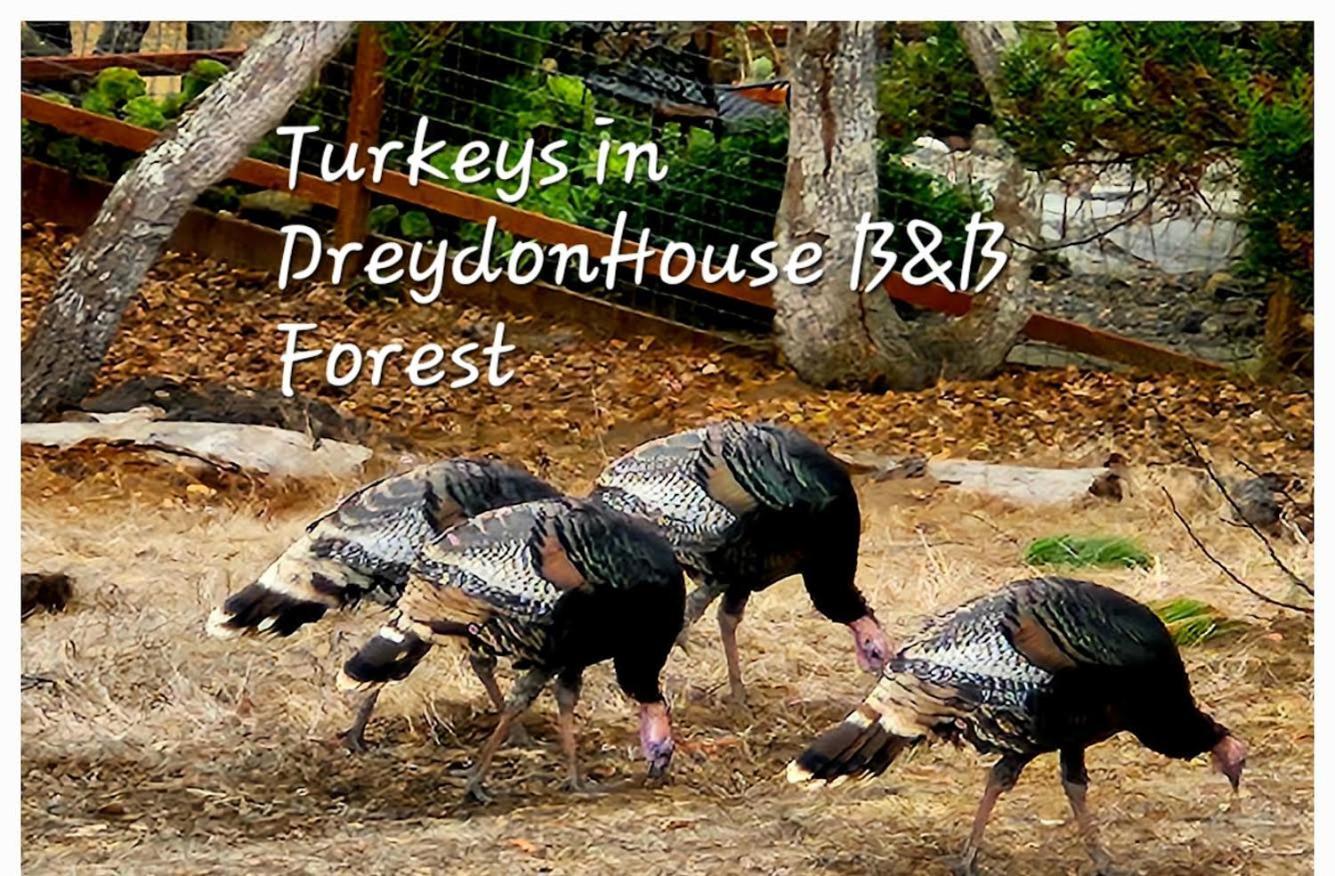 Dreydon House Bed And Breakfast Cambria Luaran gambar
